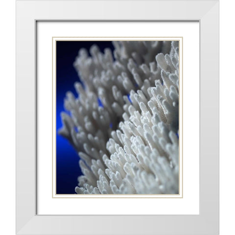 Sea Coral II White Modern Wood Framed Art Print with Double Matting by Larson, Scott