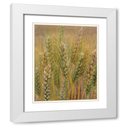 Turning Grain I White Modern Wood Framed Art Print with Double Matting by Larson, Scott