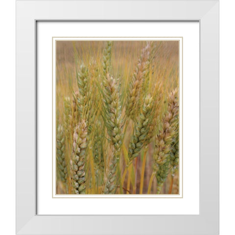 Turning Grain I White Modern Wood Framed Art Print with Double Matting by Larson, Scott