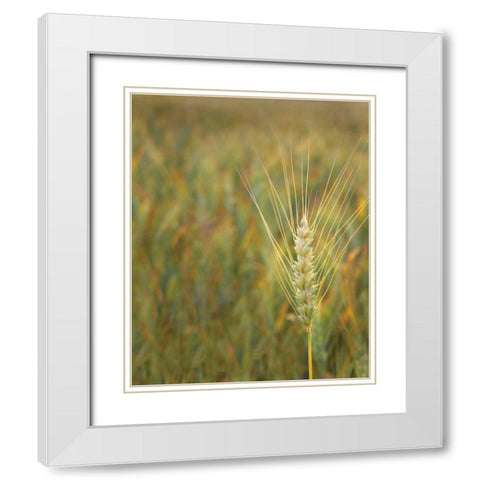 Turning Grain II White Modern Wood Framed Art Print with Double Matting by Larson, Scott
