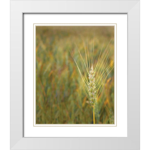 Turning Grain II White Modern Wood Framed Art Print with Double Matting by Larson, Scott