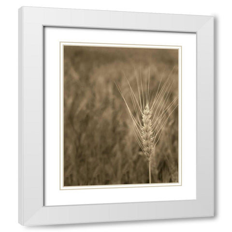 Turning Grain IV White Modern Wood Framed Art Print with Double Matting by Larson, Scott