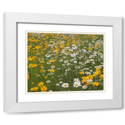 High Meadow II White Modern Wood Framed Art Print with Double Matting by Larson, Scott