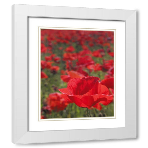 Poppy Field I White Modern Wood Framed Art Print with Double Matting by Larson, Scott