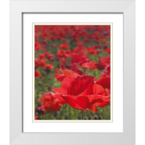 Poppy Field I White Modern Wood Framed Art Print with Double Matting by Larson, Scott