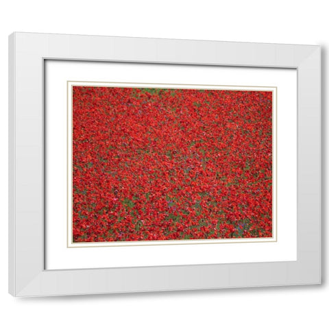 Poppy Field II White Modern Wood Framed Art Print with Double Matting by Larson, Scott