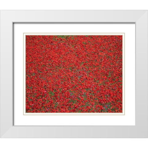 Poppy Field II White Modern Wood Framed Art Print with Double Matting by Larson, Scott