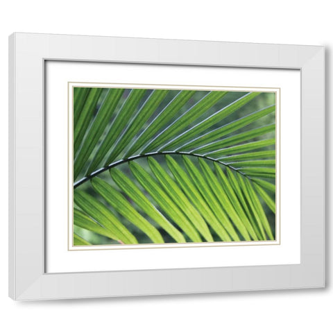 Green Palm I White Modern Wood Framed Art Print with Double Matting by Larson, Scott