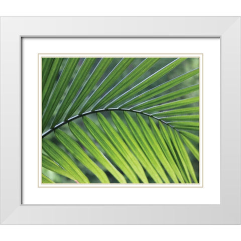 Green Palm I White Modern Wood Framed Art Print with Double Matting by Larson, Scott
