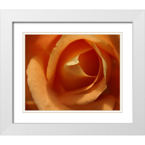Single Rose I White Modern Wood Framed Art Print with Double Matting by Larson, Scott