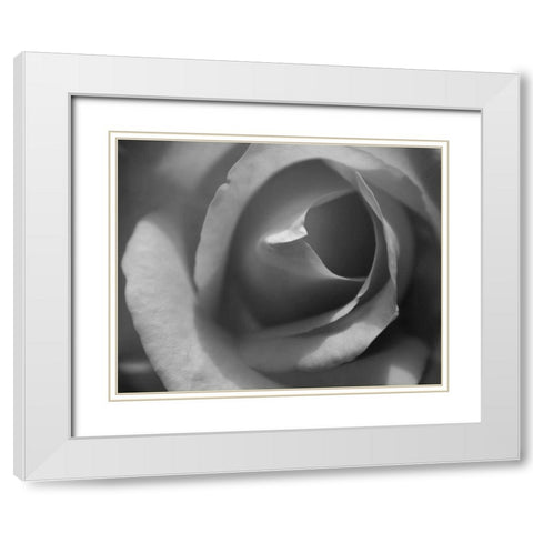 Single Rose II White Modern Wood Framed Art Print with Double Matting by Larson, Scott