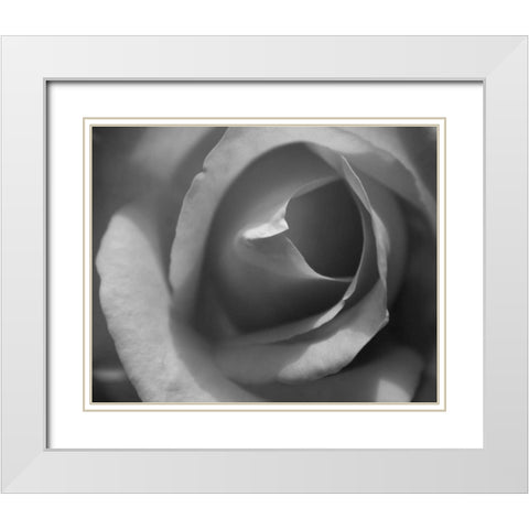 Single Rose II White Modern Wood Framed Art Print with Double Matting by Larson, Scott