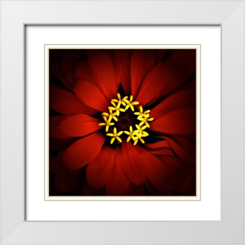 Red Zinnia White Modern Wood Framed Art Print with Double Matting by Leahy, Ike