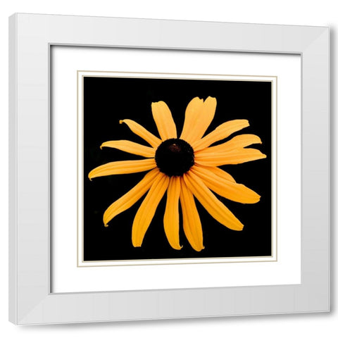 Rebecca Daisy White Modern Wood Framed Art Print with Double Matting by Leahy, Ike