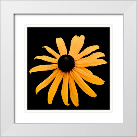Rebecca Daisy White Modern Wood Framed Art Print with Double Matting by Leahy, Ike