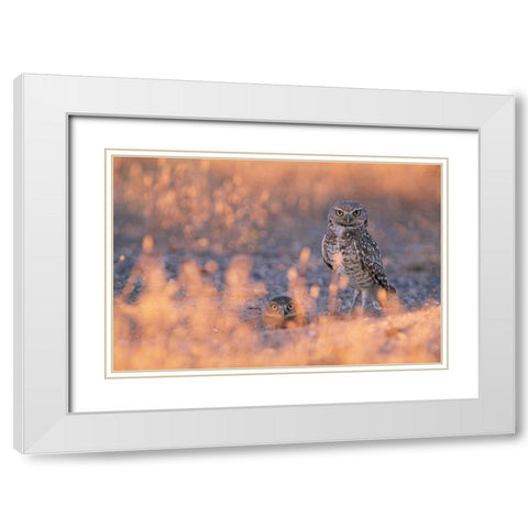 Owl Eyes White Modern Wood Framed Art Print with Double Matting by Leahy, Ike
