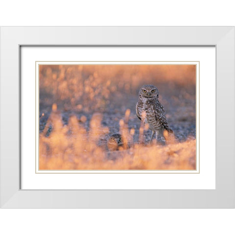 Owl Eyes White Modern Wood Framed Art Print with Double Matting by Leahy, Ike