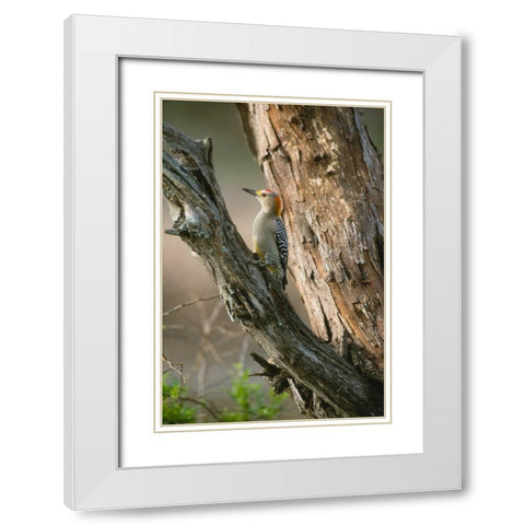 Ladder Back Woodpecker White Modern Wood Framed Art Print with Double Matting by Leahy, Ike