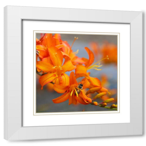 Orange Lilies II White Modern Wood Framed Art Print with Double Matting by Leahy, Ike