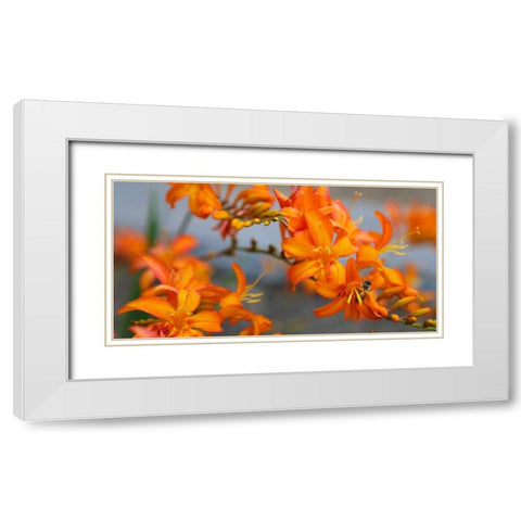 Orange Lilies III White Modern Wood Framed Art Print with Double Matting by Leahy, Ike
