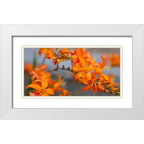 Orange Lilies III White Modern Wood Framed Art Print with Double Matting by Leahy, Ike