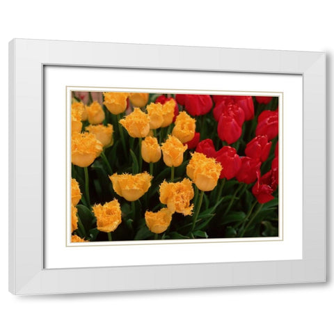 Tulips White Modern Wood Framed Art Print with Double Matting by Leahy, Ike