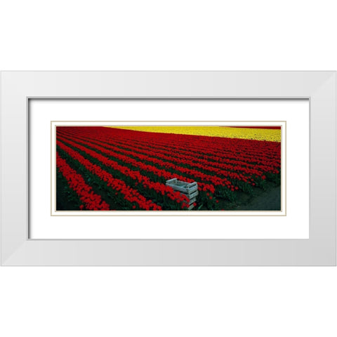 Spring Tulips White Modern Wood Framed Art Print with Double Matting by Leahy, Ike
