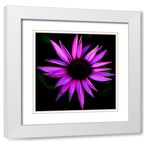Pink Cone Flower White Modern Wood Framed Art Print with Double Matting by Leahy, Ike