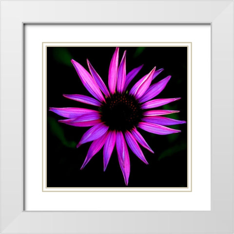 Pink Cone Flower White Modern Wood Framed Art Print with Double Matting by Leahy, Ike