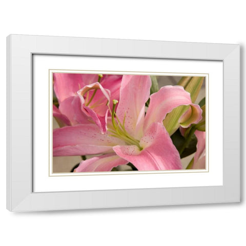 Soft Pink Lily I White Modern Wood Framed Art Print with Double Matting by Love, Maureen