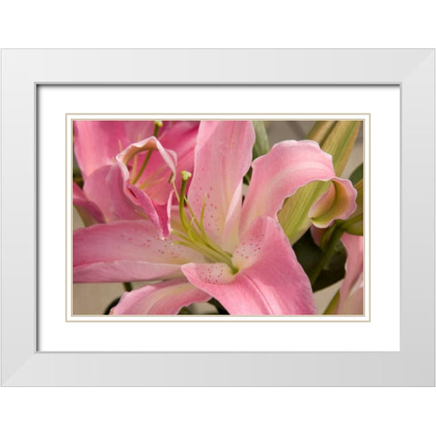 Soft Pink Lily I White Modern Wood Framed Art Print with Double Matting by Love, Maureen