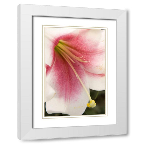 Soft Pink Lily II White Modern Wood Framed Art Print with Double Matting by Love, Maureen