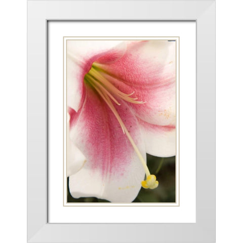 Soft Pink Lily II White Modern Wood Framed Art Print with Double Matting by Love, Maureen
