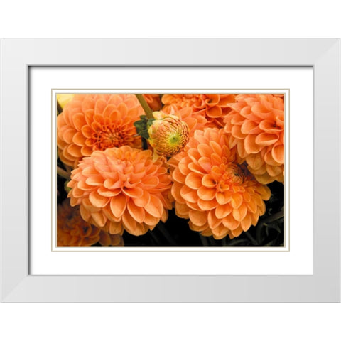 Peach Dalhia I White Modern Wood Framed Art Print with Double Matting by Love, Maureen