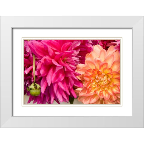 Fuschia Dalhia III White Modern Wood Framed Art Print with Double Matting by Love, Maureen