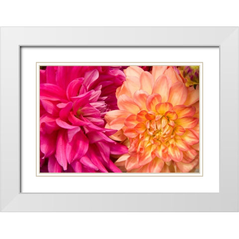 Fuschia Dalhia IV White Modern Wood Framed Art Print with Double Matting by Love, Maureen