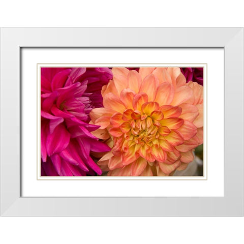 Fuschia Dalhia V White Modern Wood Framed Art Print with Double Matting by Love, Maureen