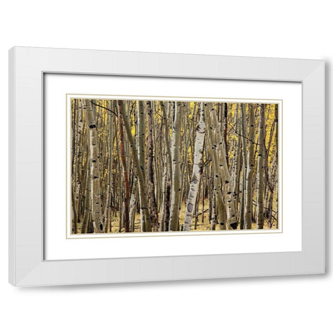 Aspen Grove I White Modern Wood Framed Art Print with Double Matting by Malvin, Larry