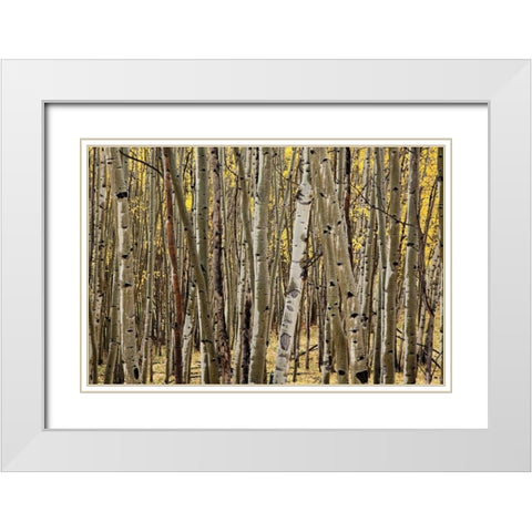 Aspen Grove I White Modern Wood Framed Art Print with Double Matting by Malvin, Larry