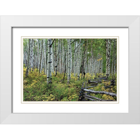 Aspen Grove II White Modern Wood Framed Art Print with Double Matting by Malvin, Larry