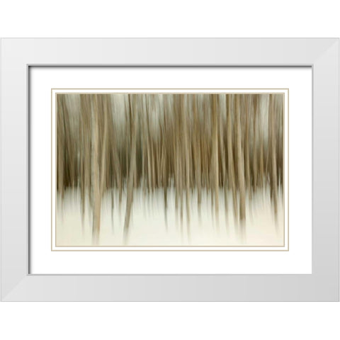 Birch Blur II White Modern Wood Framed Art Print with Double Matting by Malvin, Larry