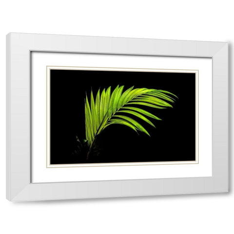 Fern on Black White Modern Wood Framed Art Print with Double Matting by Malvin, Larry