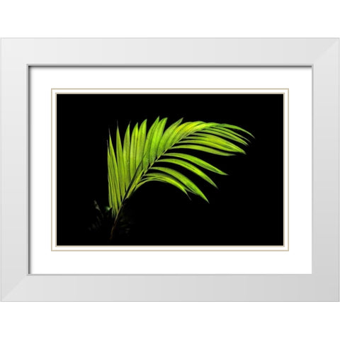Fern on Black White Modern Wood Framed Art Print with Double Matting by Malvin, Larry