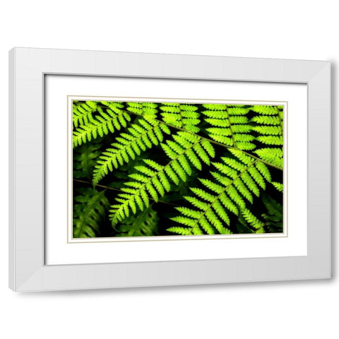 Fern Patterns White Modern Wood Framed Art Print with Double Matting by Malvin, Larry