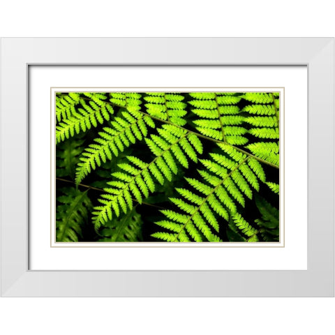 Fern Patterns White Modern Wood Framed Art Print with Double Matting by Malvin, Larry
