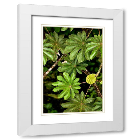 Cloud Forest Foliage I White Modern Wood Framed Art Print with Double Matting by Malvin, Larry