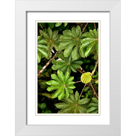 Cloud Forest Foliage I White Modern Wood Framed Art Print with Double Matting by Malvin, Larry
