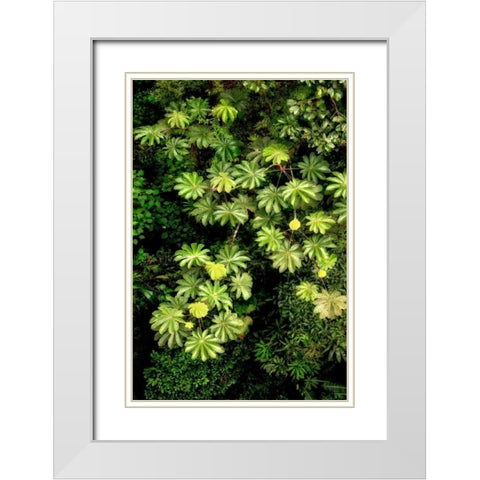 Cloud Forest Foliage II White Modern Wood Framed Art Print with Double Matting by Malvin, Larry