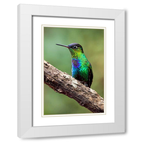 Hummingbird I White Modern Wood Framed Art Print with Double Matting by Malvin, Larry