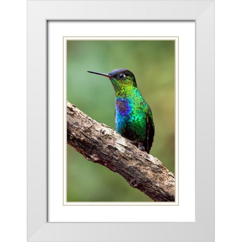 Hummingbird I White Modern Wood Framed Art Print with Double Matting by Malvin, Larry